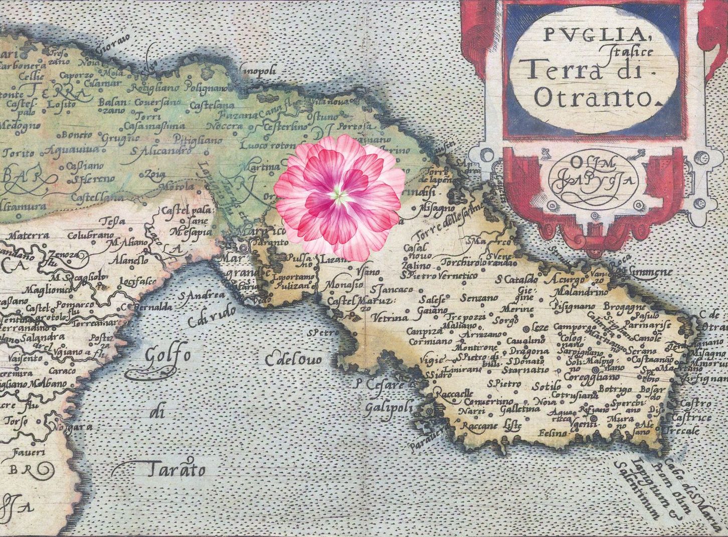 The Terra d'Otranto on an antique map, with a flower on Ceglie