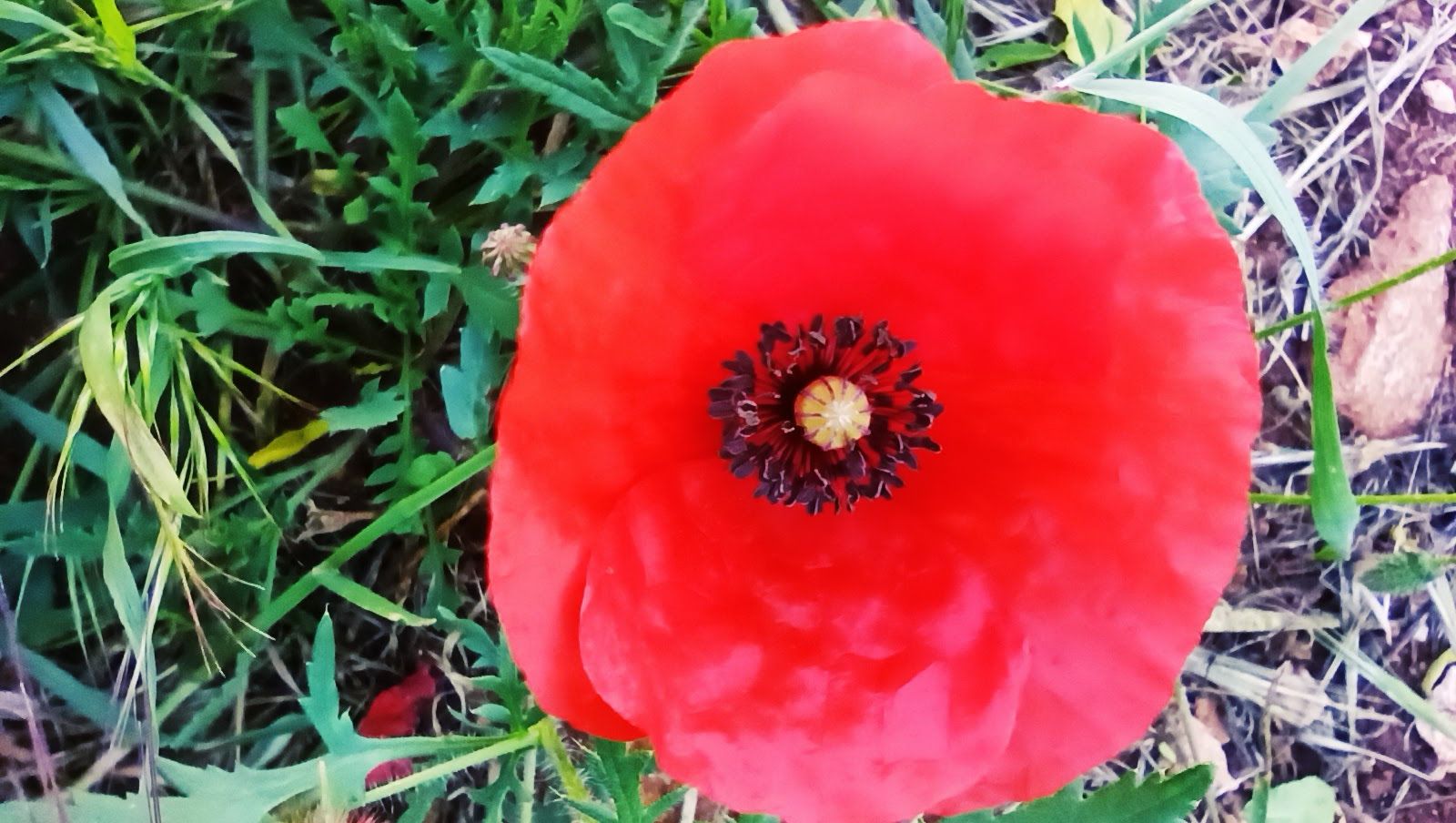 Un papavero nel prato