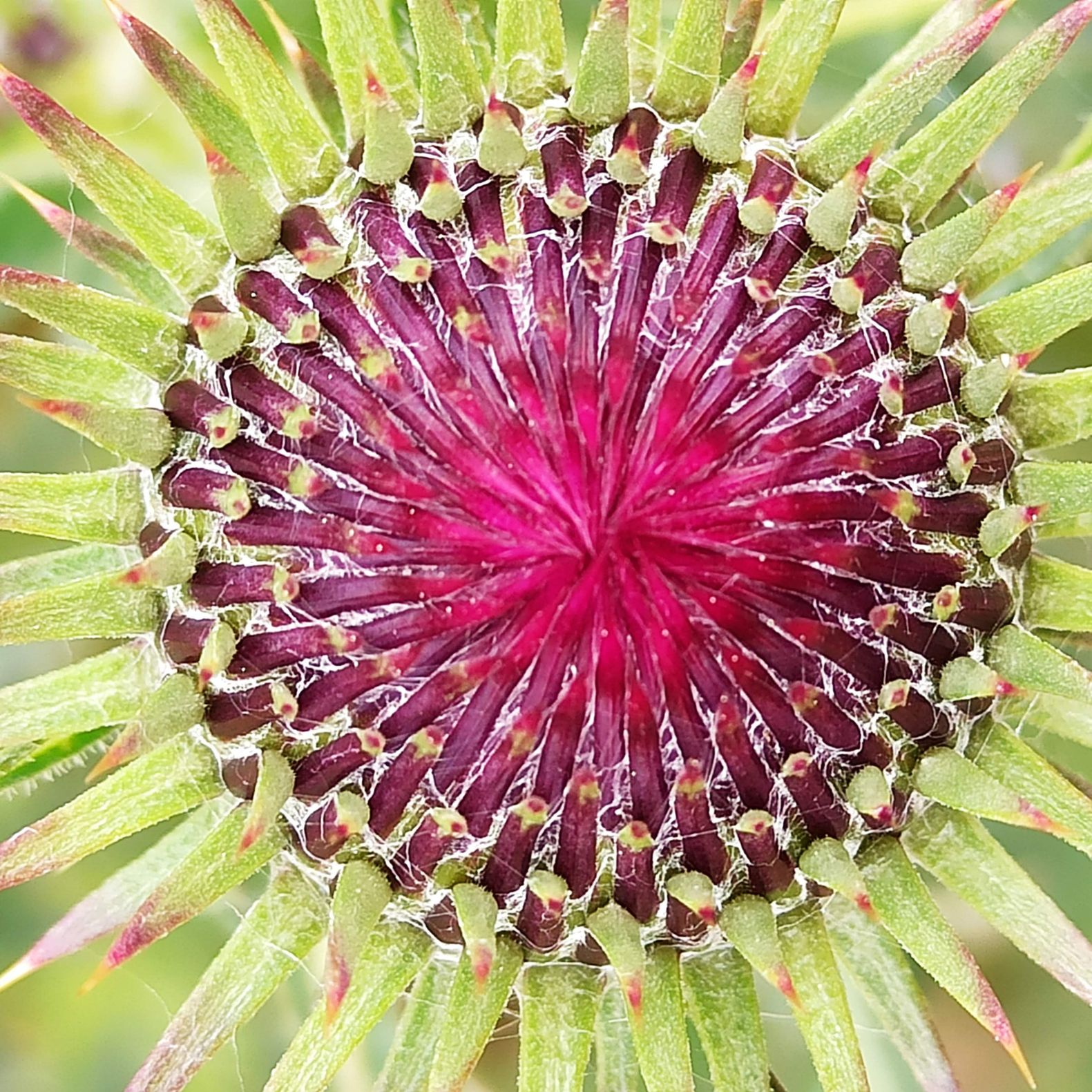 Un cardo, Marzo