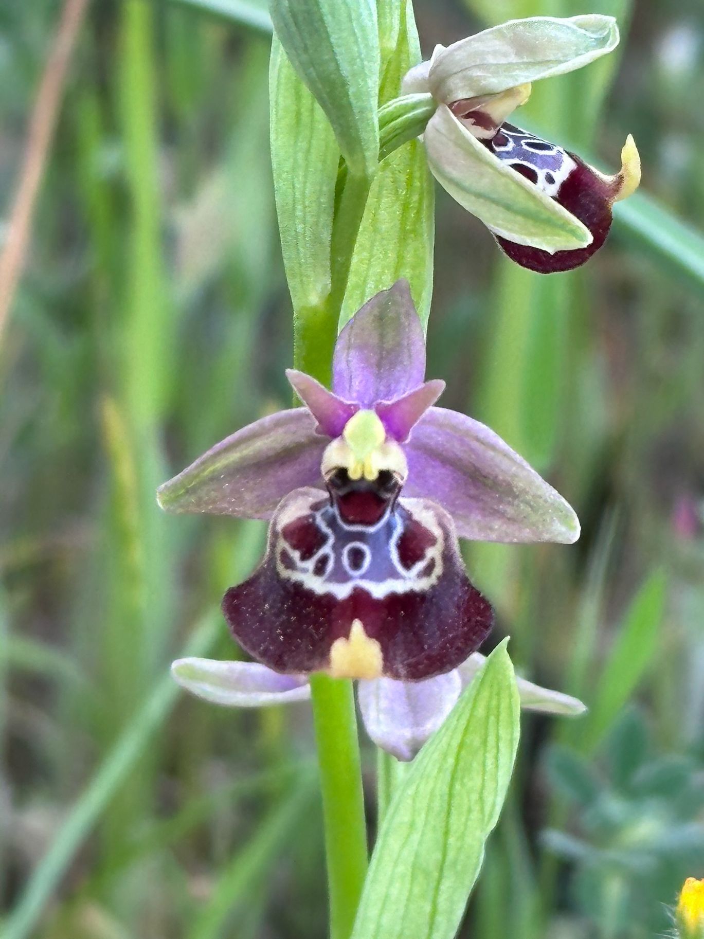 Orchidea Cegliese · 14 Aprile