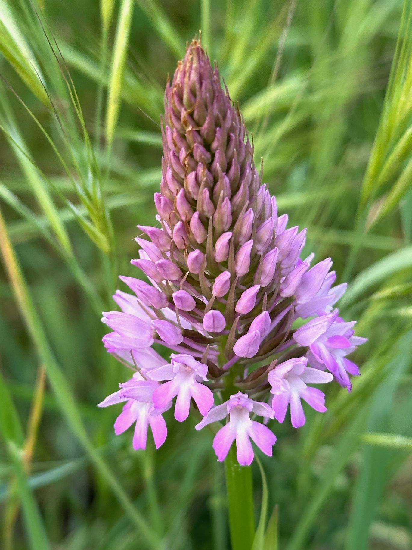Orchidea piramidale · 15 Aprile