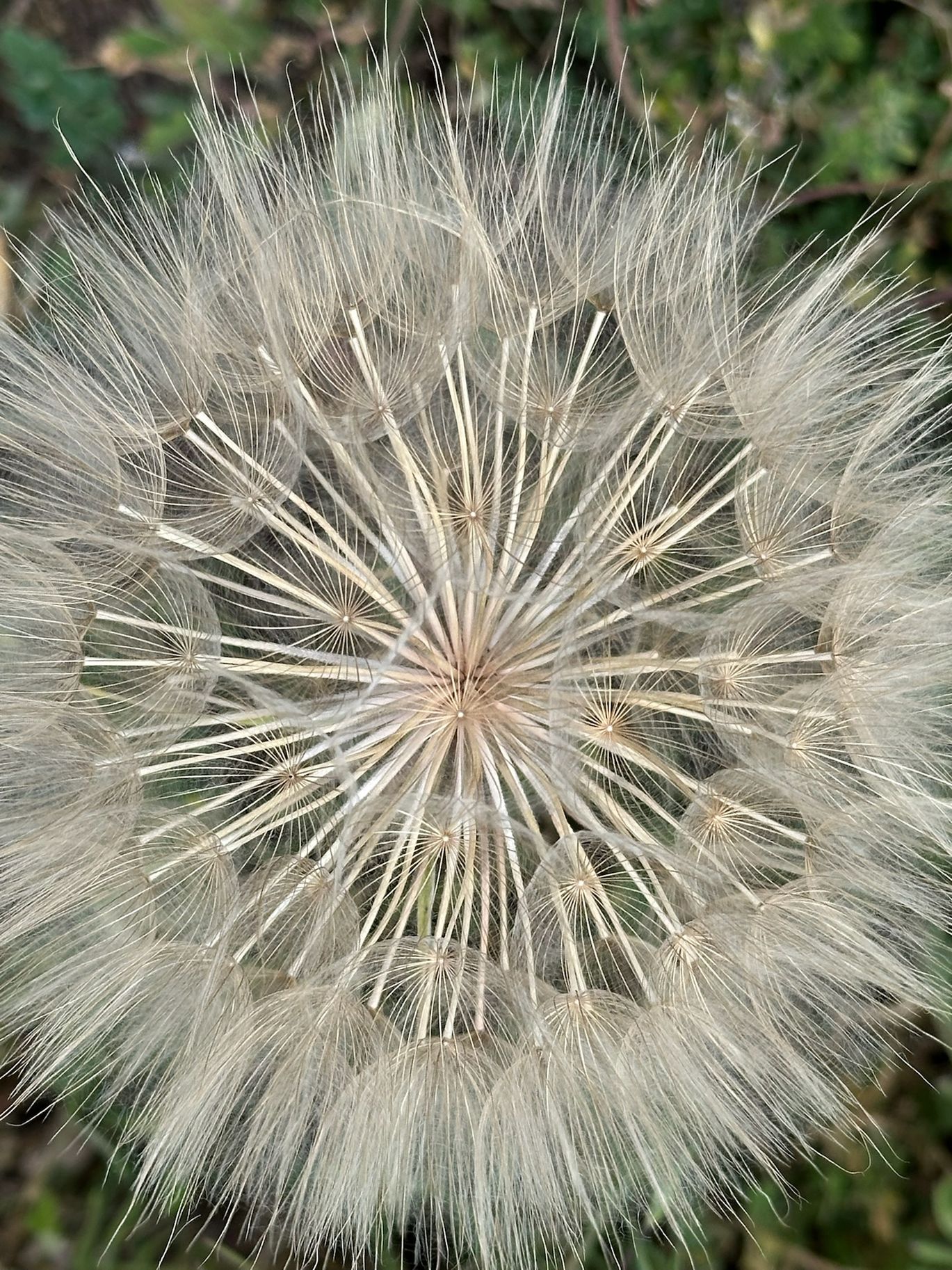 Il soffione della barba di becco · 30 Aprile