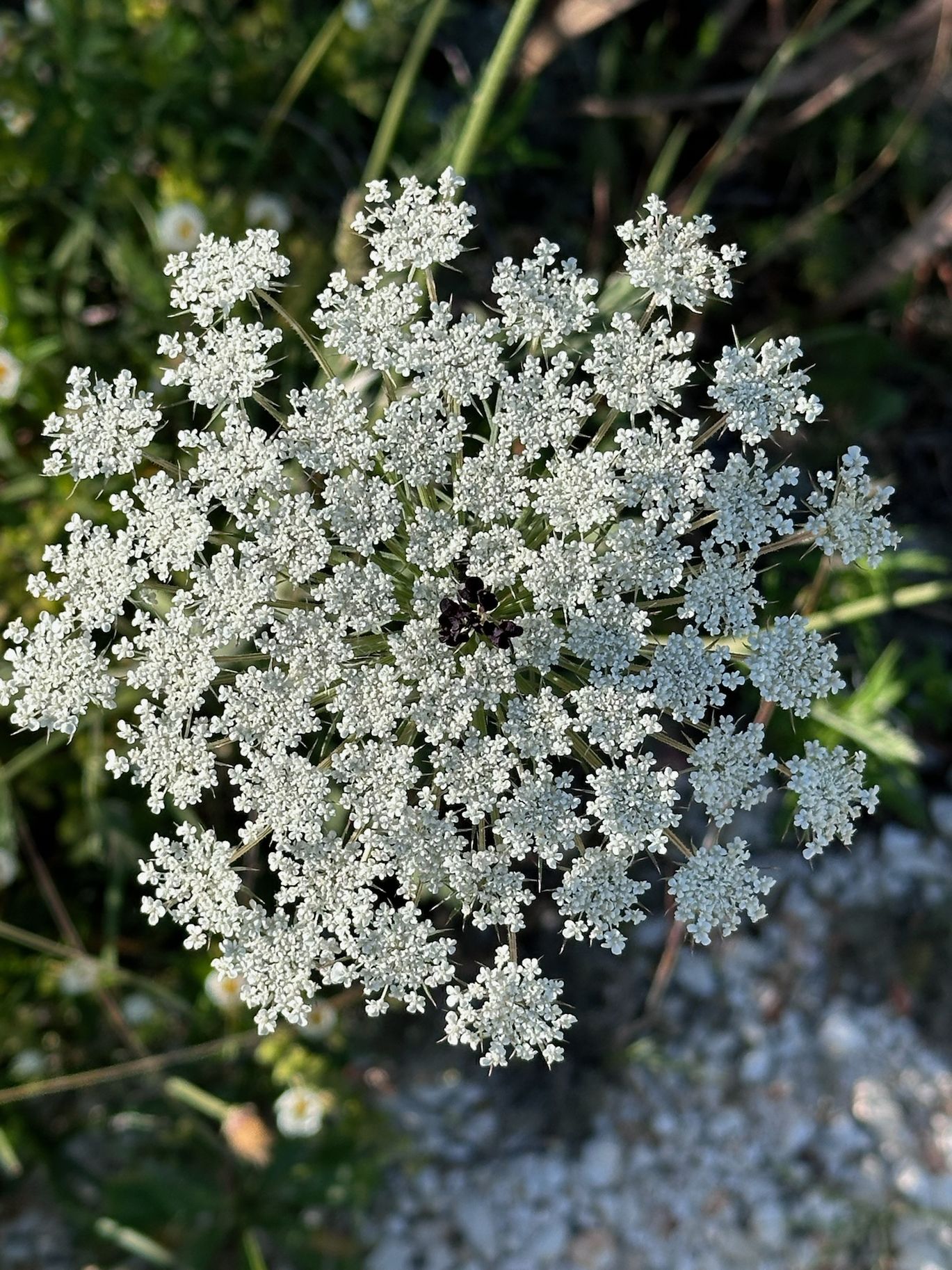 Carota selvatica · 13 Maggio