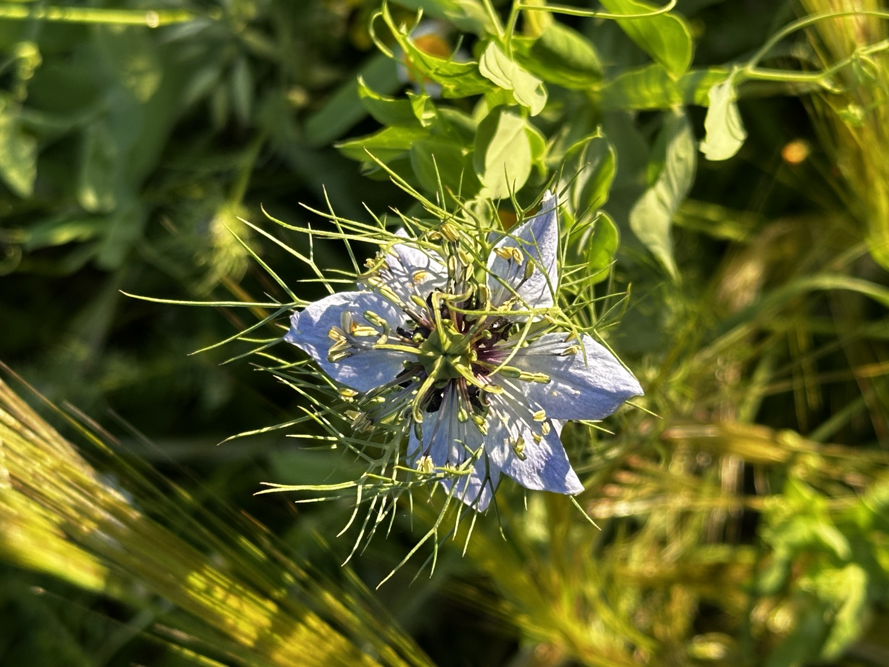 Damigella, Nigella damascena · 27 Aprile