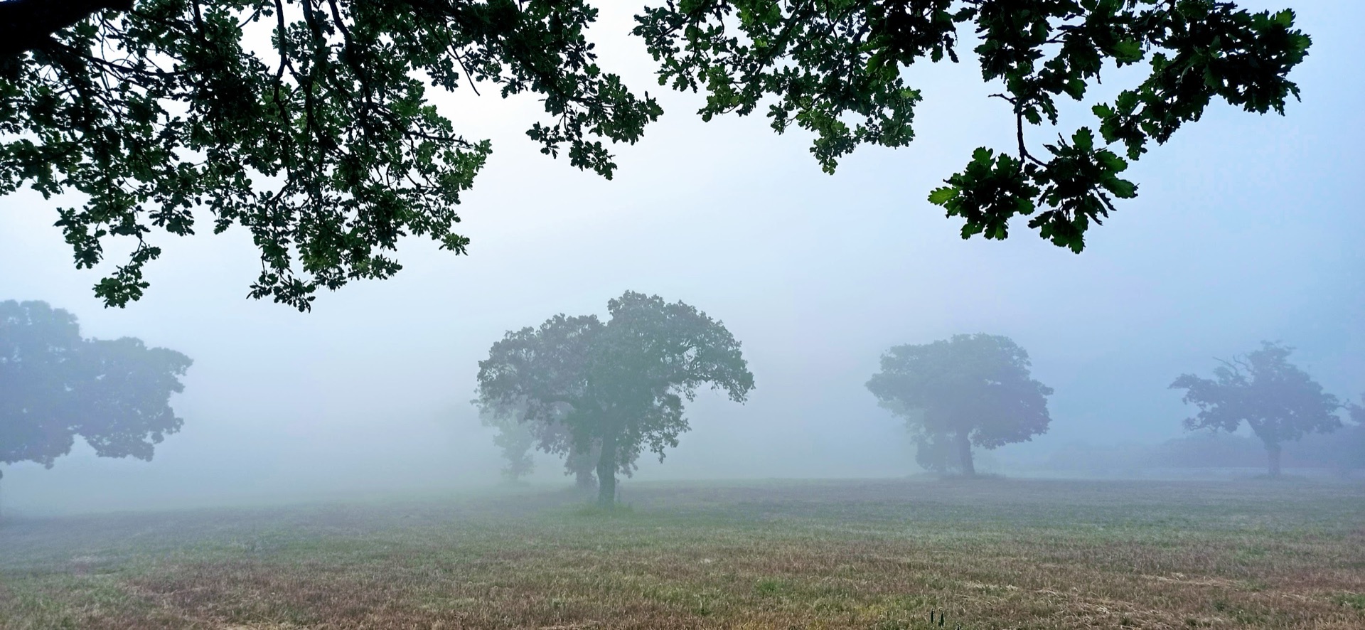 Nebbia sul prato all’alba, a Maggio