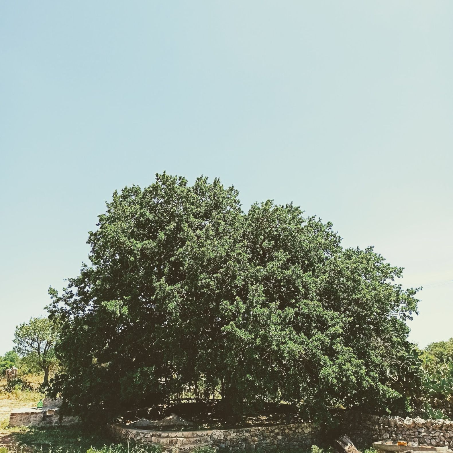 La quercia, la macchia