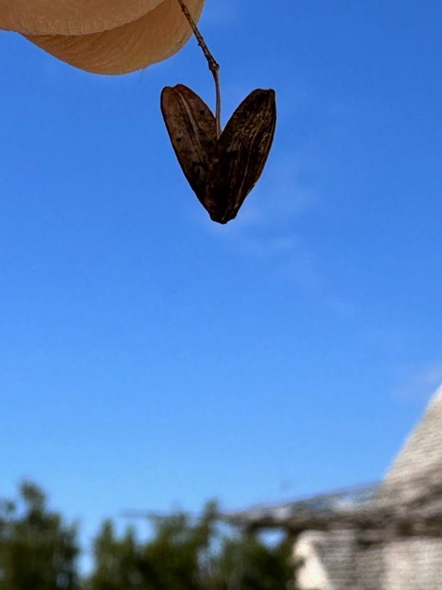 Il seme della ferula: un suo antico parente, il silfio, forse ha dato forma al simbolo del cuore ♡ · 15 Marzo