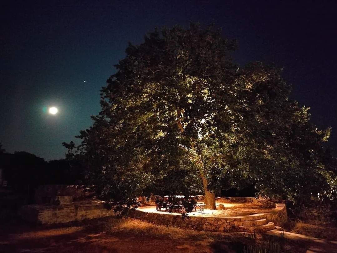 Il parco: macchia e ulivi