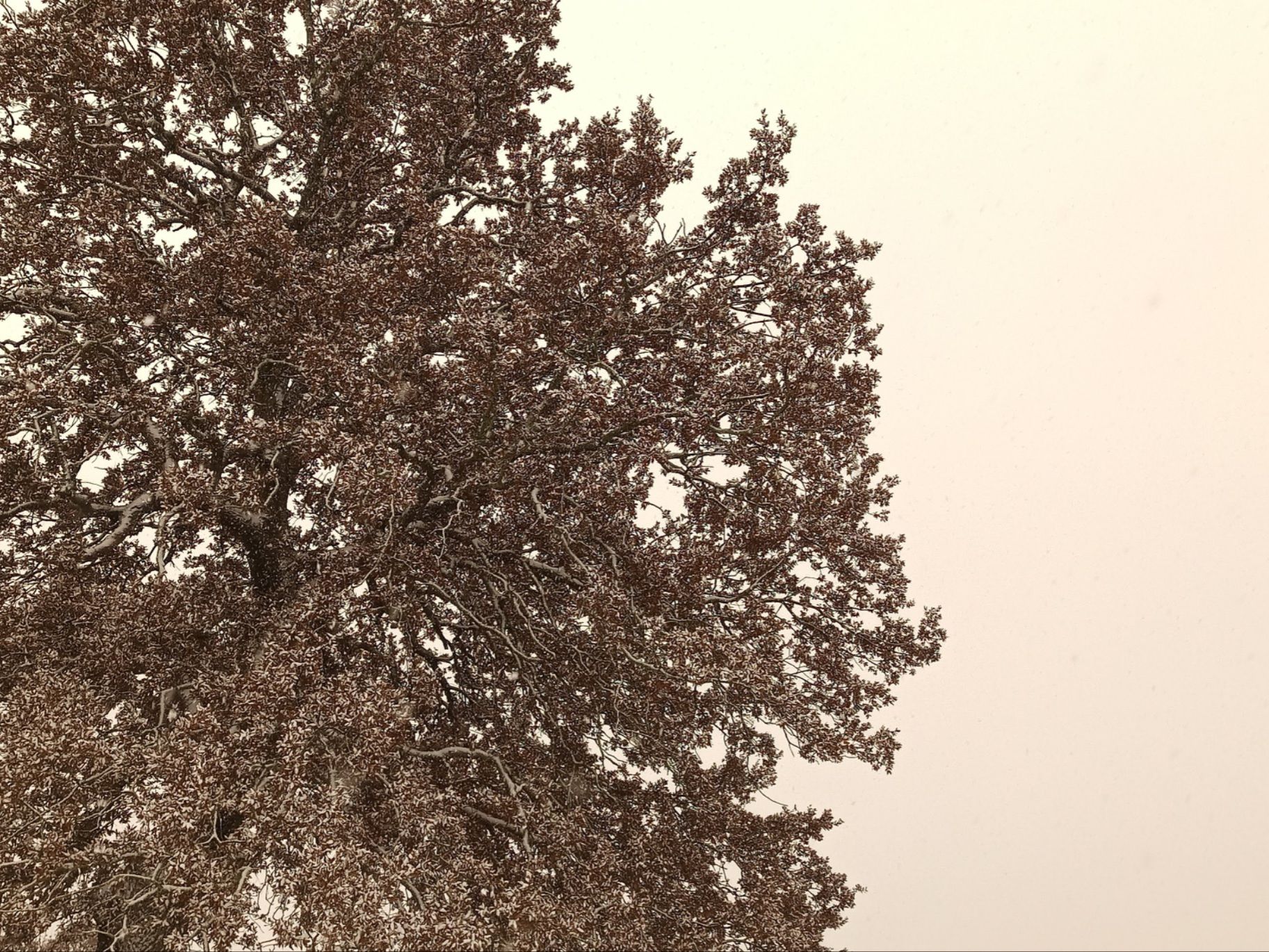 Raro giorno di neve.